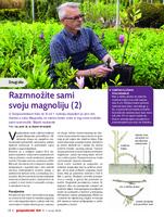 Razmnožite sami svoju magnoliju- 2