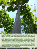 prikaz prve stranice dokumenta Plantažni uzgoj paulovnije