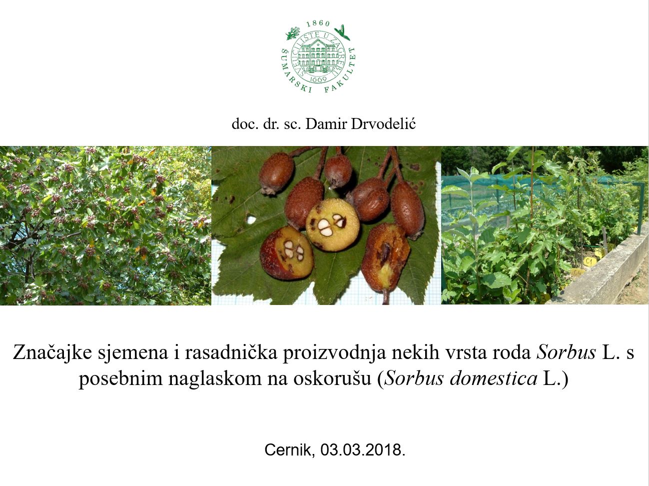 prikaz prve stranice dokumenta Značajke sjemena i rasadnička proizvodnja nekih vrsta roda Sorbus L. s posebnim naglaskom na oskorušu (Sorbus domestica L.) 